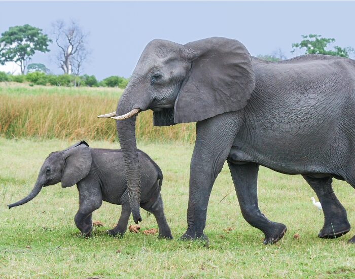 baby elephant with mom
