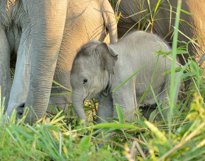 Baby Asian Elephant near by its family