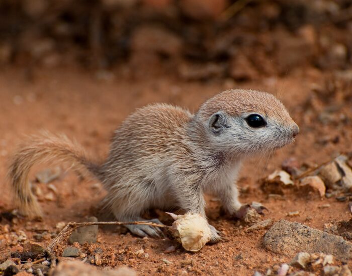 Baby Ground Squirrel close up