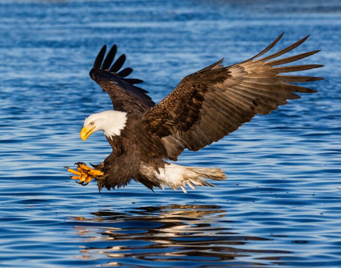 Bald Eagle Flying above water