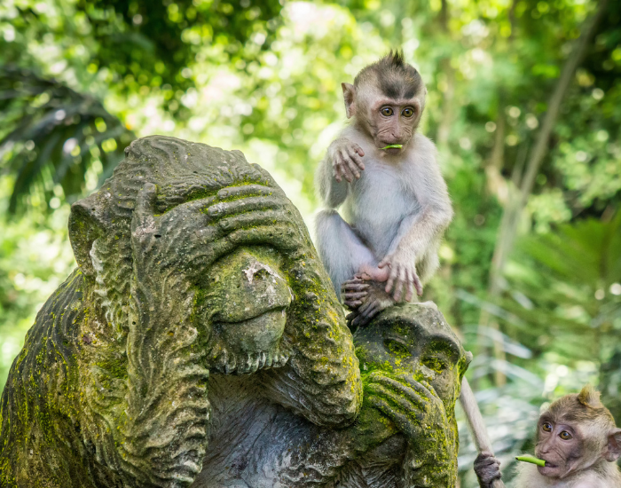 bali-macaque.webp Baby macaque in monkey forest, Bali