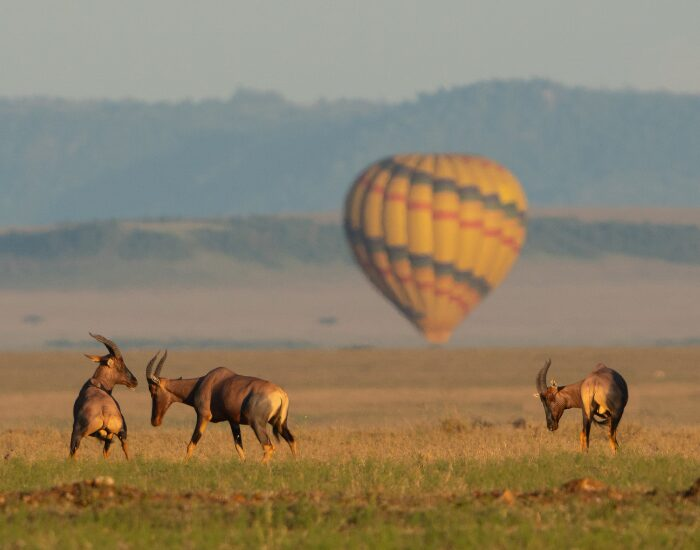 animals in the wild and a balloon safari flying