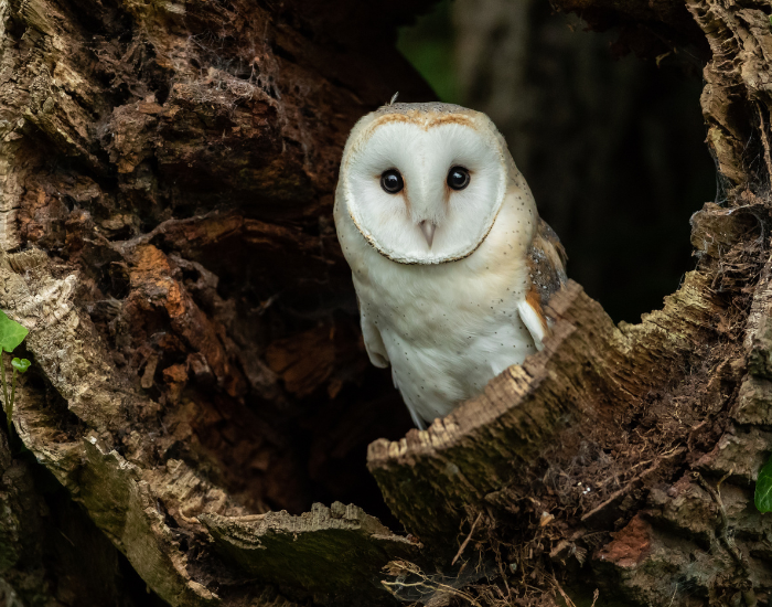 barn-owl.webp Barn Owl on a hollowed tree