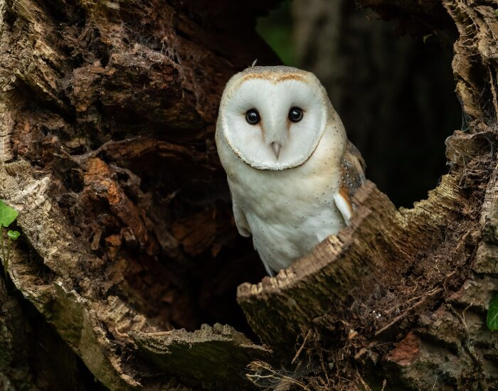barnowl.webp Barn owl hiding on a hollow of a fallen tree