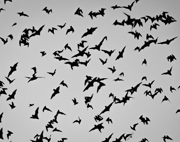 Many bats flying together