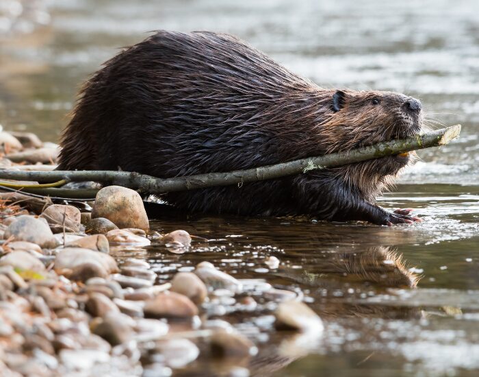  Beaver carrying a stick on its mouth entering a river
