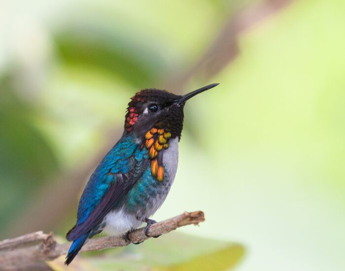 Bee Hummingbird close eup