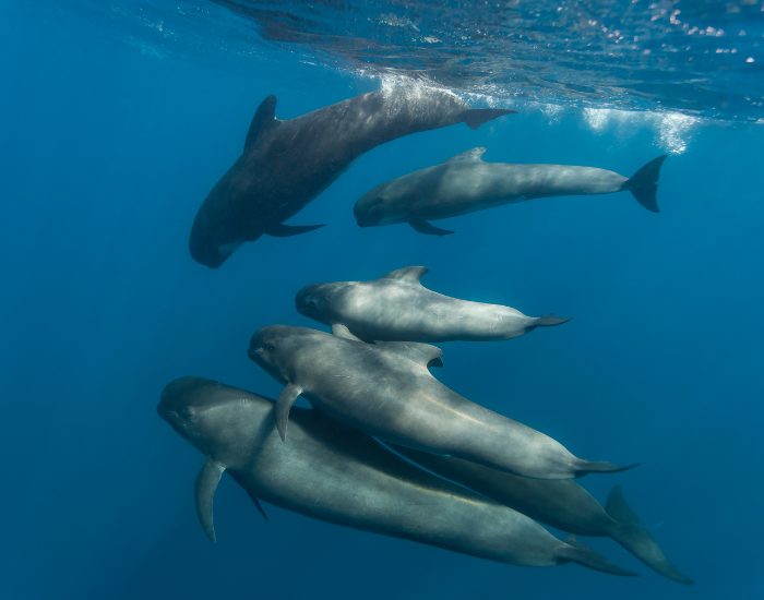 big-pod-of-pilot-whales.webp pod of pilot whales
