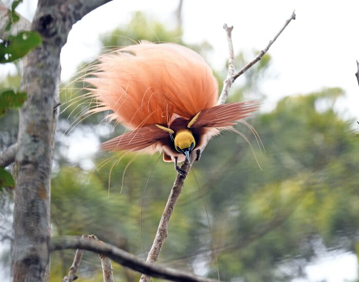 birdofparadise 1.webp Bird of paradise displaying its colors in the wild