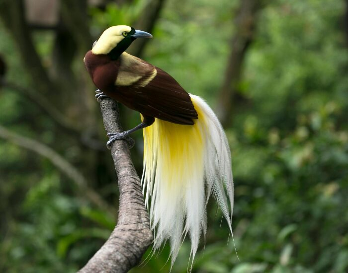 birdofparadise.webp a bird of paradise perched on a tree