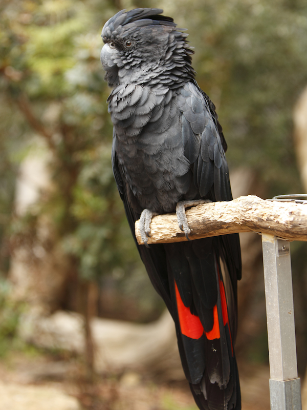 Black cockatoo in a branch