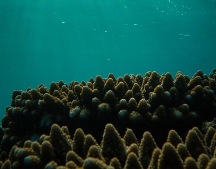 underwater photo of a black coral