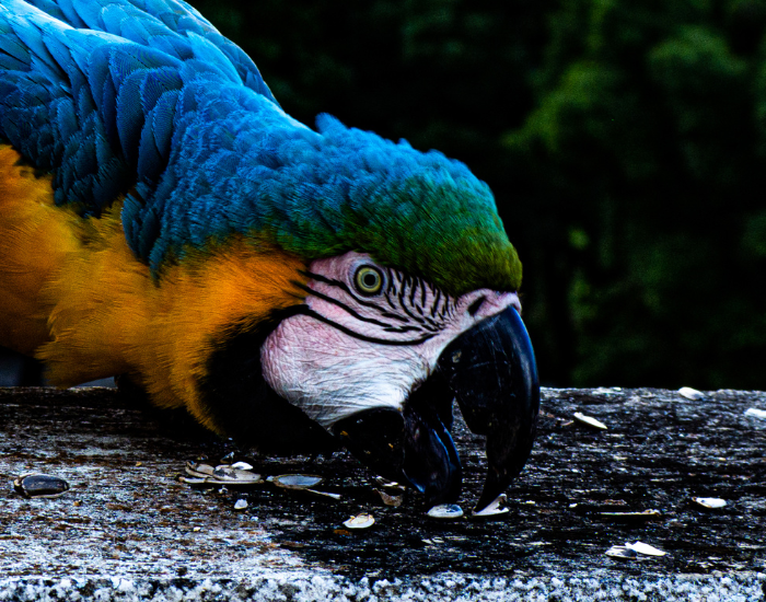 blue-and-yellow-macaw.webp Blue and yellow Macaw drinking water
