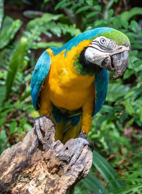 Blue and gold macaw laying over a tree