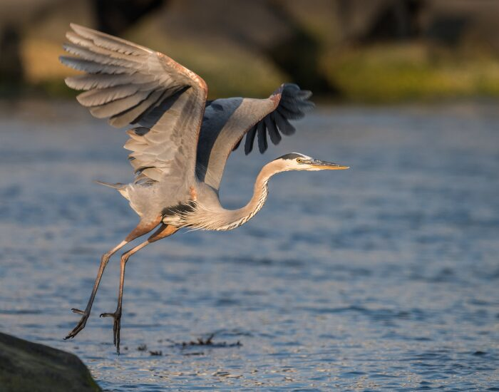 a blue heron starting to fly next to a lake