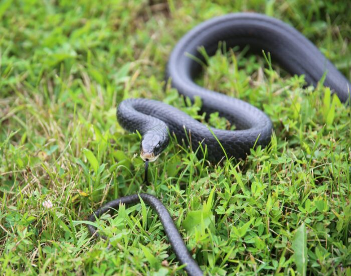   Black Racer snake crawling on the ground