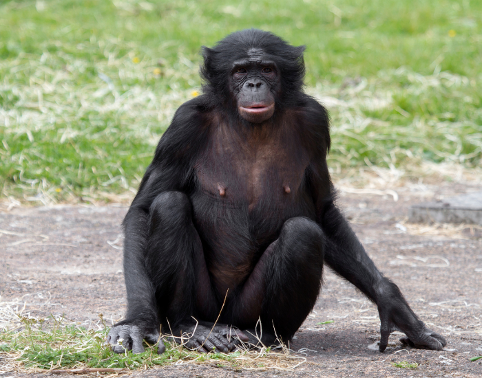 bonobo-photo.webp Bonobo sitting on the ground