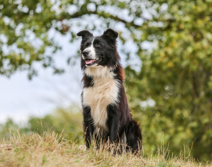  a border collie sitting on grass
