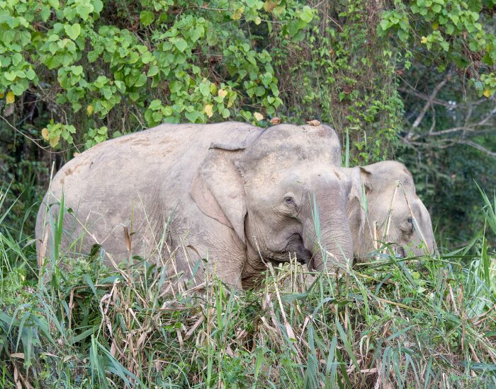  two Elephants in Borneo in the jungle