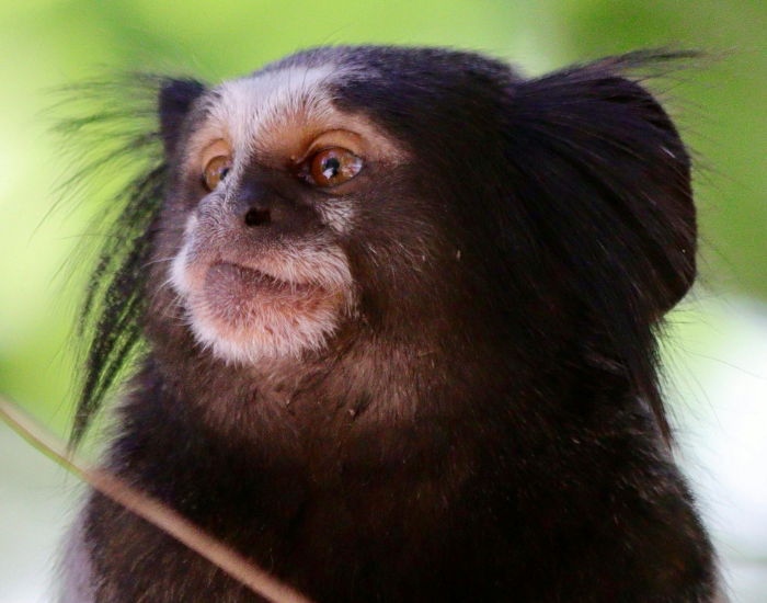 close up of a black buffy tudtef marmoset
