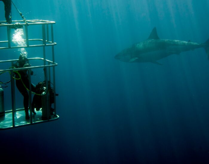 cage diving with white shark