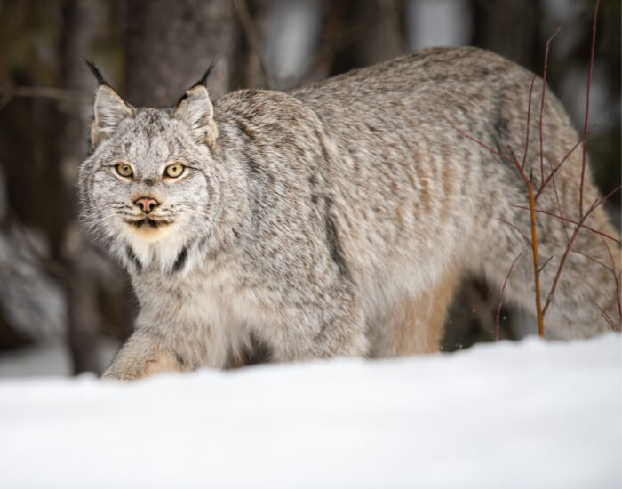  Canada Lynx walking on snow