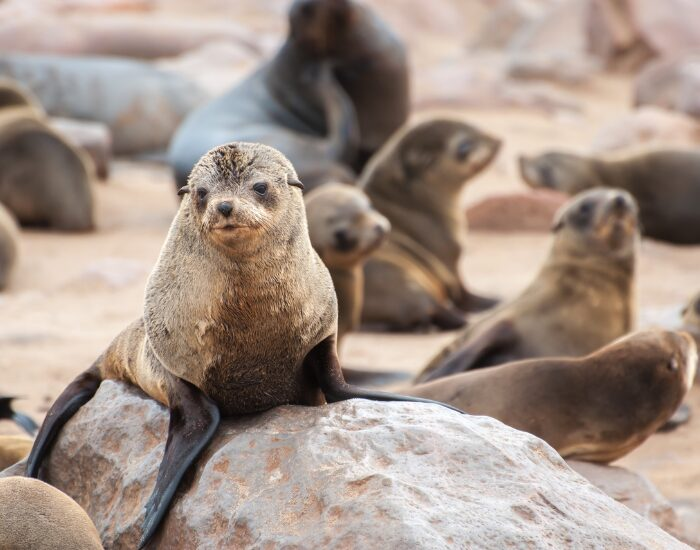 group of cape fur seals on the beach