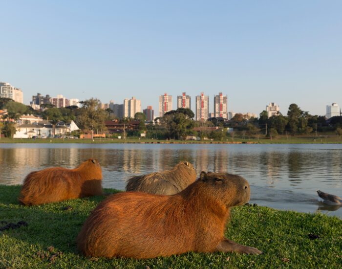 Group of  three Capybaras next to a lake and a cit