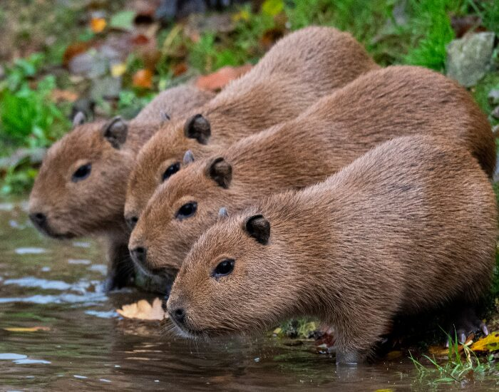 a group of capybaras drinking water