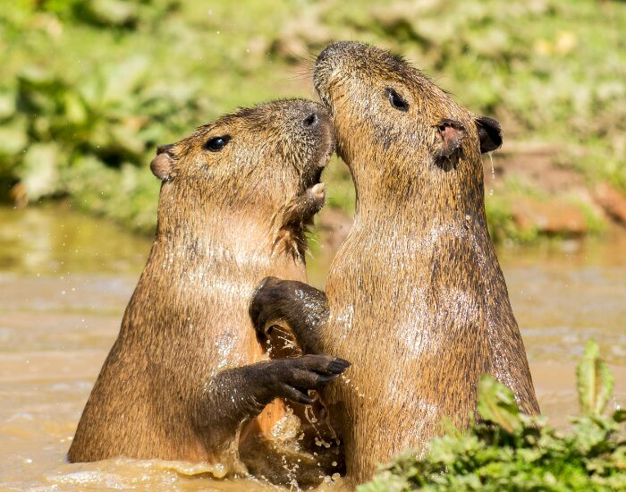 capybaras playing or fighting in the wild in a river