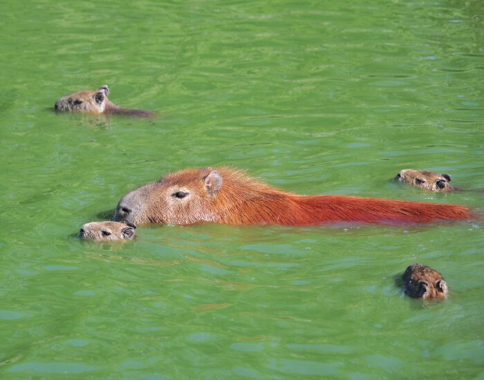 a capybara mom with 4 cubs swimming