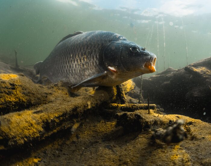 underwater photo of a carp