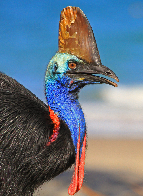 cassowary.webp Close up of a cassowary showing the blue in its neck and a big casque
