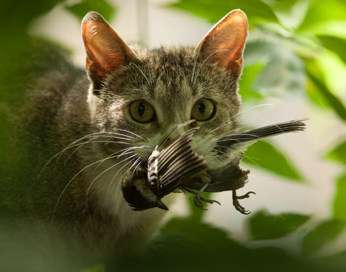 cathuntingbird.webp cat with a dead bird on its mouth after a hunt