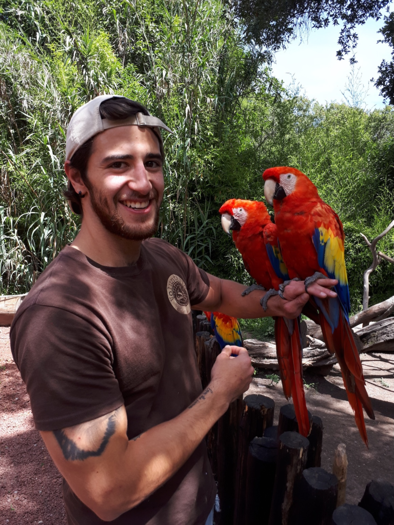 cesar-medina-davila-with-red-macaws.webp a man with two red macaws standing on his arm in a zoo