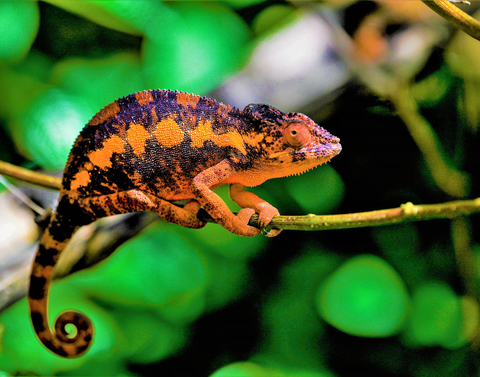 chameleon chameleon in its habitat over a tree branch