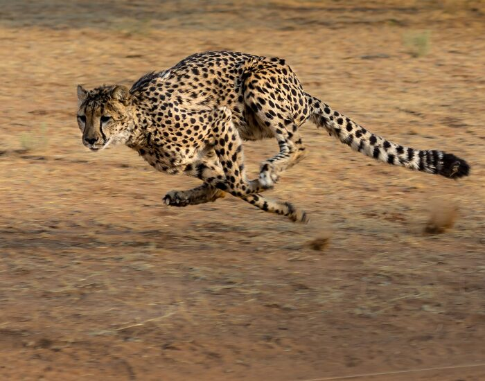 cheetah in the wild running