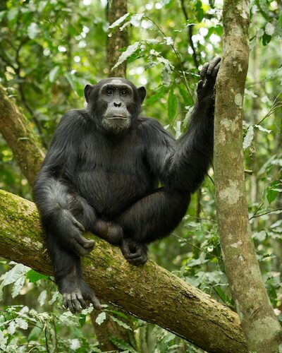 Chimpanzee in the jungle