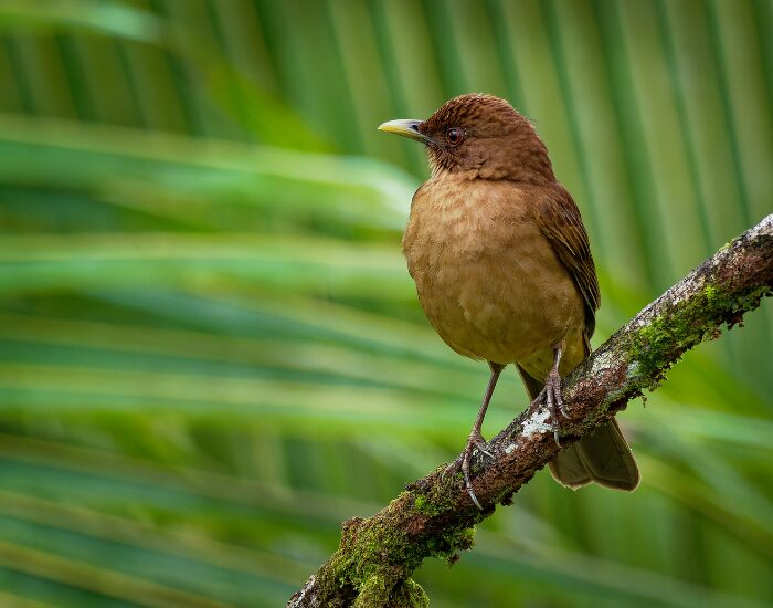  The National Bird of Costa Rica: the clay-colored thrush in its habitat