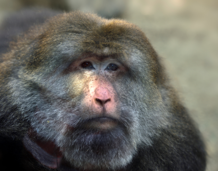 cloe-up-tibetan-macaque.webp close up of a tibetan monnkey