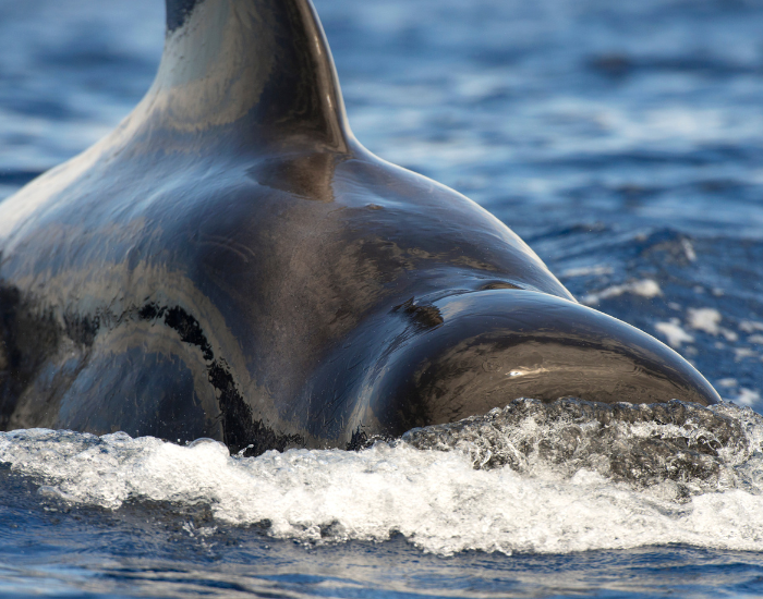 clos-eup-pilot-whale.webp Pilot whale swimming near the surface in the wild