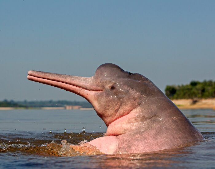 closeupamazonriverpinkdolphin.webp Pink river dolphin