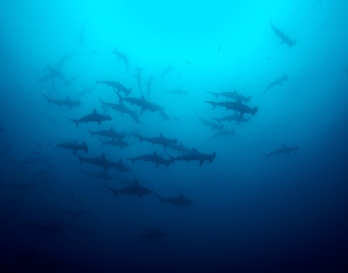 Getty Images Group of Hammerhead shark in Cocos Island