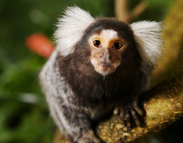 common-mamroset.webp close up of a marmoset