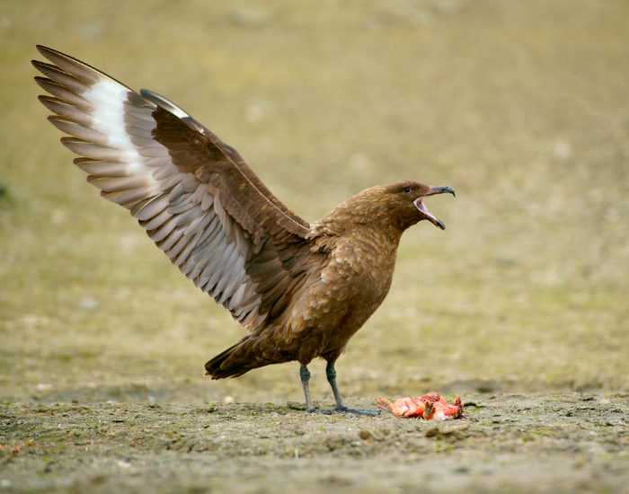 skua bird with its wings extended