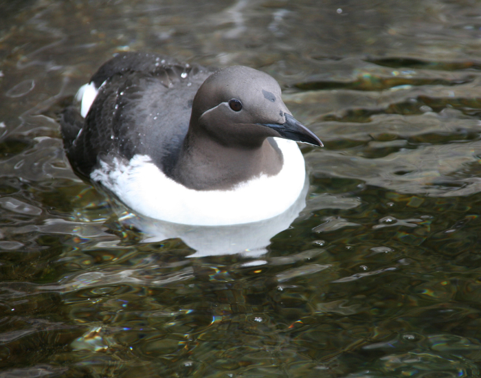 Common Murre floating on the ocean's surface