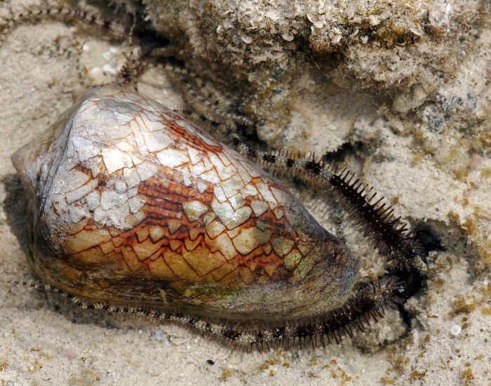 close up of a cone snail camouflaged