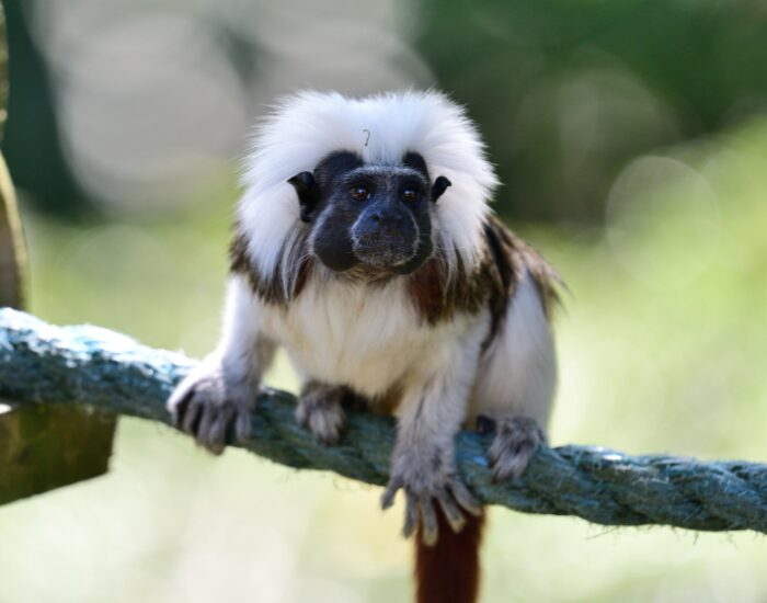 Cotton top tamarin in the captivity