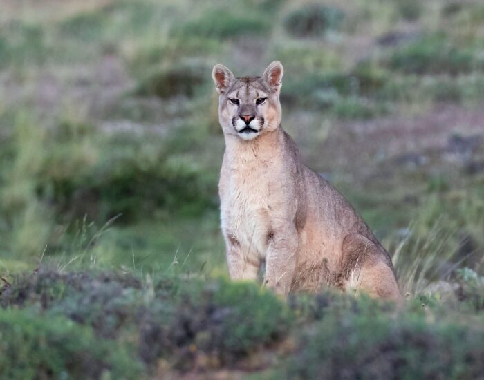a puma sitting on a hill