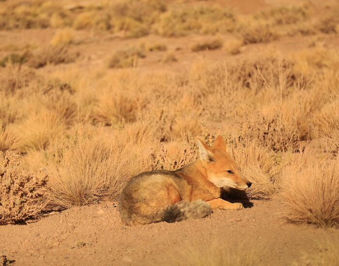 a culpeo fox laying on an arid environment in the wild